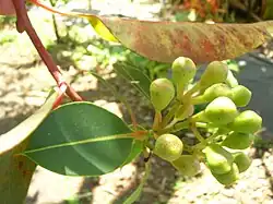 Bourgeons et feuille.