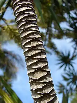 Stipe d'un Dragonnier de Madagascar avec la trace des feuilles