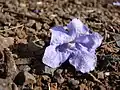 Fleur de Jacaranda mimosifolia.