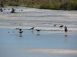 Plusieurs oiseaux limicoles sur la plage d'une île tropicale