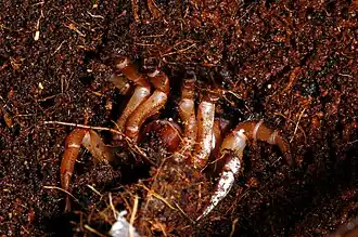 Description de l'image Stasimopus fg02.jpg.