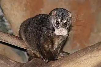 Description de l'image Stavenn Otter Civet (Cynogale bennettii).jpg.