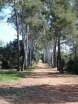 Allée sur l'île Sainte-Marguerite.