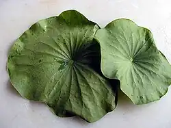 Feuilles de lotus cuites à la vapeur pour la préparation du « yeonipcha » en Corée