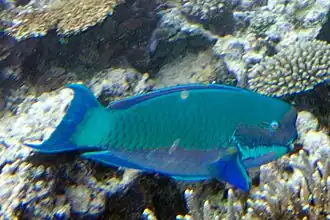 Chlorurus microrhinos