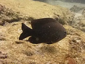 Description de l'image Stegastes adustus St Kitts & Nevis.jpg.