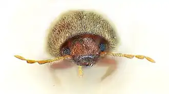 De face on distingue la tête avec les antennes et la pilosité du thorax