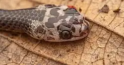 Description de l'image Stegonotus diehli 327500257.jpg.