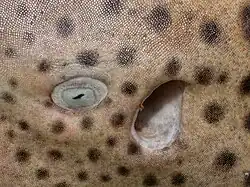 Œil et spiracle de requin-léopard