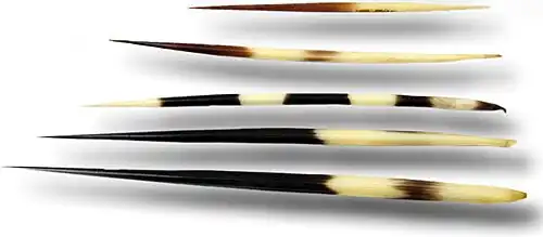 Comme le hérisson, le porc-épic peut infliger des blessures douloureuses grâce à ses piquants durs et orientables.