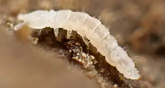 Description de cette image, également commentée ci-après