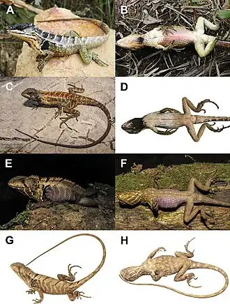 Description de l'image Stenocercus (10.3897-evolsyst.4.57578) Figure 4.jpg.
