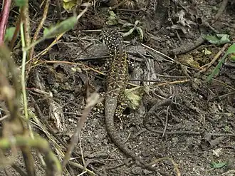 Description de l'image Stenocercus ornatissimus "Lagartija de Montaña", San Jerónimo de Surco, Huarochiri, Lima, Perú.JPG.
