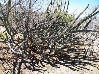 Description de l'image Stenocereus gummosus 1.jpg.