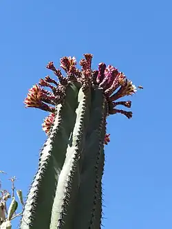 Fleurs.