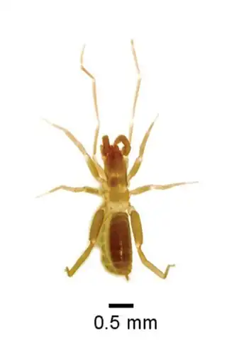 Description de l'image Stenochrus portoricensis (10.3897-subtbiol.29.30418) Figure 3 (cropped).jpg.