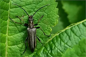Stenocorus meridianus(Linné, 1758) ♀
