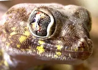 Description de l'image Stenodactylus affinis tiermotive.jpg.