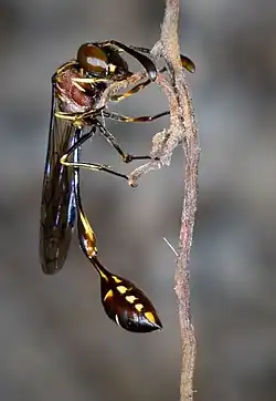 Parischnogaster mellyi