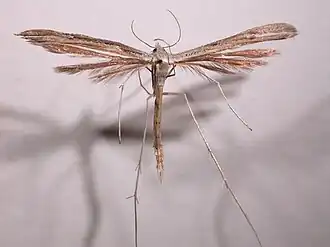 Description de l'image Stenoptilia zophodactylus 2.jpg.