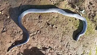 Description de l'image Stenorrhina freminvillei.jpg.