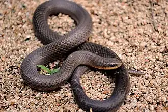 Description de l'image Stenorrhina freminvillei 357515.jpg.