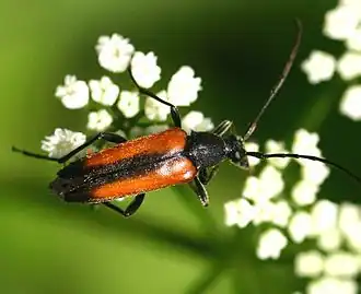 Stenurella melanura (Linné, 1758) ♀