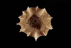 Description de l'image Stephanocyathus platypus (48741488202).jpg.