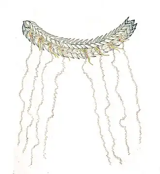 Stephanomia imbricata (Agalmatidae)