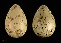 Œufs de Stercorarius parasiticus -  Muséum de Toulouse