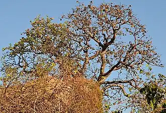 Description de l'image Sterculia africana00.jpg.