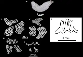 Stereoderma mohammedi