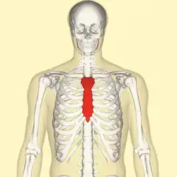 Position du Sternum au niveau de la cage thoracique (en rouge).