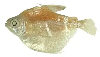 Description de l'image Stethaprion crenatum (CAS-SU 25228-e).jpg.