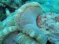 Face inférieure caractéristique