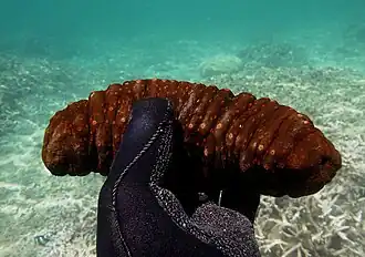 Stichopus non identifié