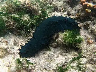 Stichopus chloronotus.