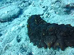 Stichopus pseudohorrens