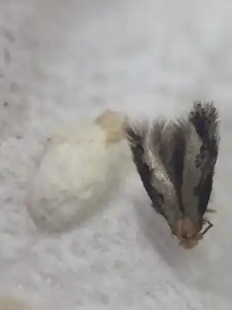 Description de l'image Stigmella aigialeia by S. Thorpe.jpg.