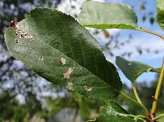 Description de l'image Stigmina carpophila a1 (4).jpg.