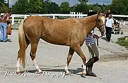 un cheval à la robe isabelle menée par une longe