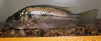 Description de l'image Stomatepia mariae 6784679.jpg.