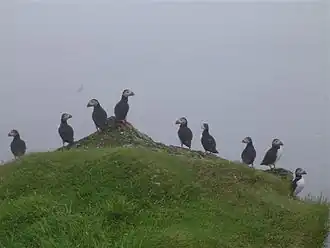 Macareux moine sur Stóra Dímun.