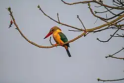 Le Martin-chasseur gurial (Pelargopsis capensis) est un carnivore : il plonge dans l'eau pour pêcher des poissons et attrape sur la terre ferme coléoptères, des grenouilles, des petits oiseaux et des rongeurs.