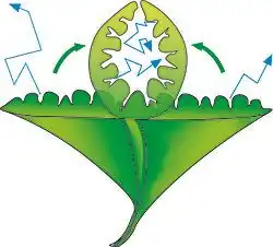 Une feuille au limbe étalé s'enroule en cylindre