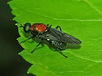 Clitellariinae : Clitellaria ephippium