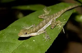 Description de l'image Stream Anole Norops poecilopus.jpg.