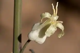 Description de l'image Streptanthus carinatus - Flickr - aspidoscelis (2).jpg.