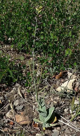 Description de cette image, également commentée ci-après
