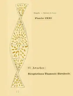 Streptotheca Thamesis Shrubsole(d'après H.&M. Peragallo)